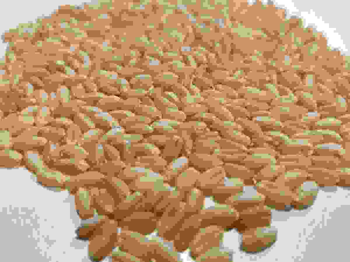 Premium Wheat Whole - 1Kg